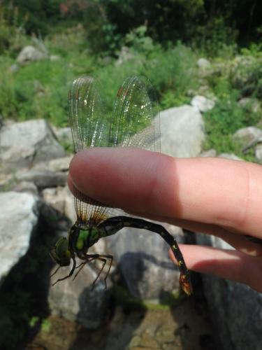 Aeshna sp.